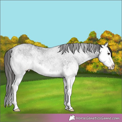 Horse Color:Unknown 