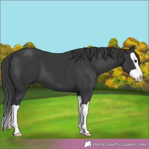 Horse Color:Unknown 