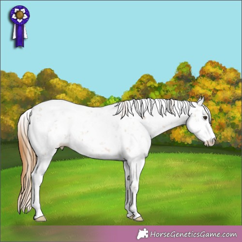 Horse Color:Chestnut Sabino 