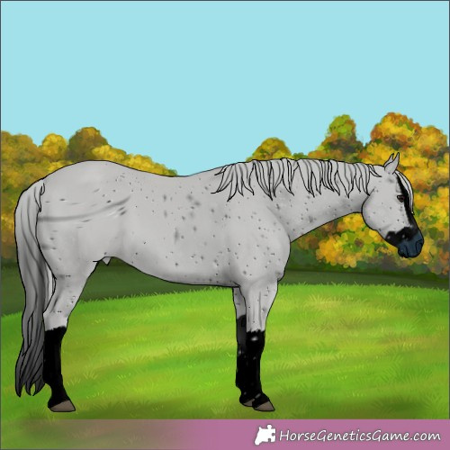 Horse Color:ERROR: UNKNOWN ANOMALY