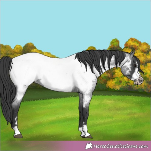 Horse Color:Blue Roan Frame Appaloosa 