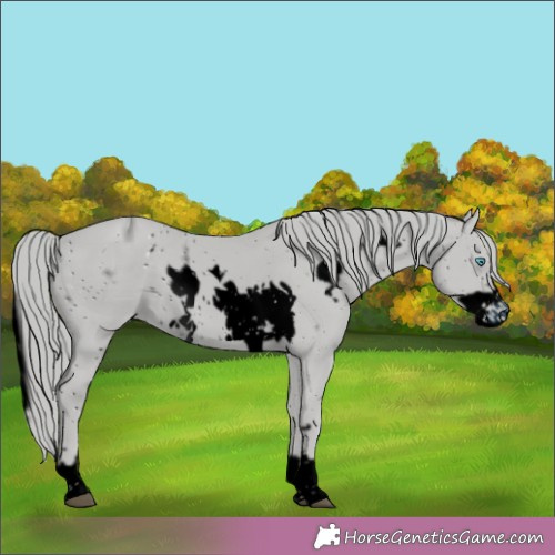 Horse Color:ERROR: UNKNOWN ANOMALY