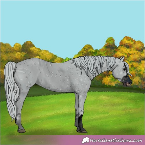 Horse Color:ERROR: UNKNOWN ANOMALY
