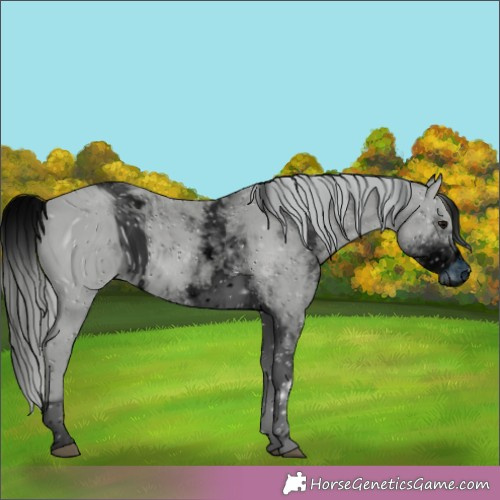 Horse Color:ERROR: UNKNOWN ANOMALY