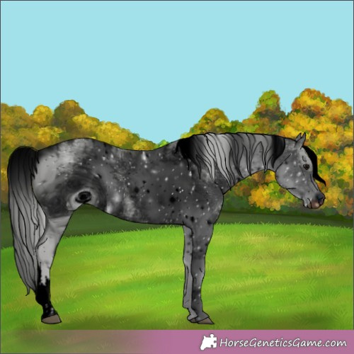 Horse Color:ERROR: UNKNOWN ANOMALY
