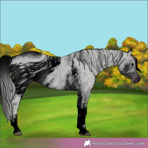 Horse Color:ERROR: UNKNOWN ANOMALY