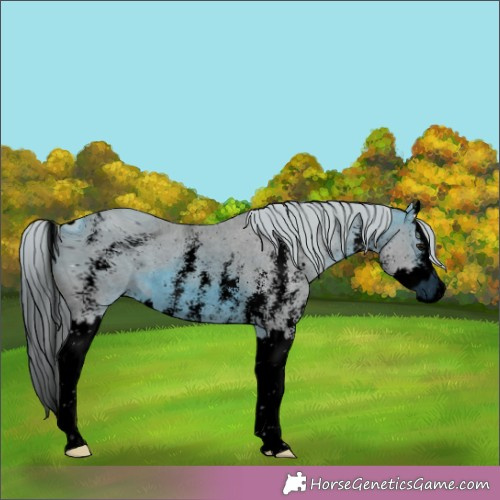 Horse Color:ERROR: UNKNOWN ANOMALY