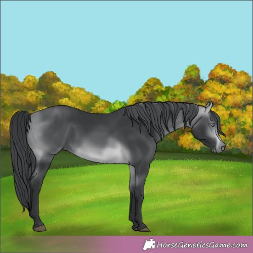 Horse Color:Bay Chinchilla 