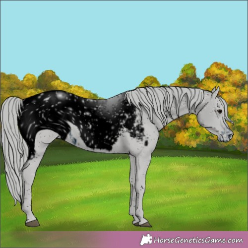 Horse Color:ERROR: UNKNOWN ANOMALY