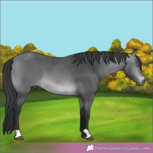 Horse Color:Brown Chinchilla 