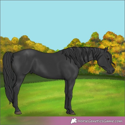 Horse Color:Black 