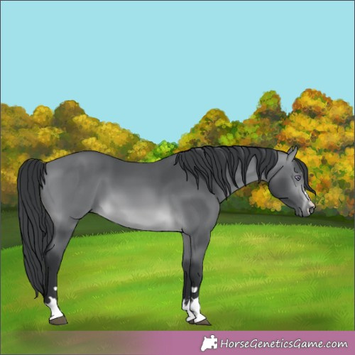 Horse Color:Brown Chinchilla 