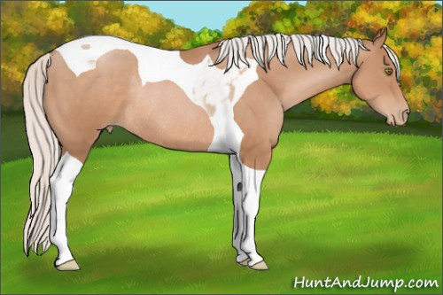 Horse Color:Silver Brown Pearl Tobiano Rabicano