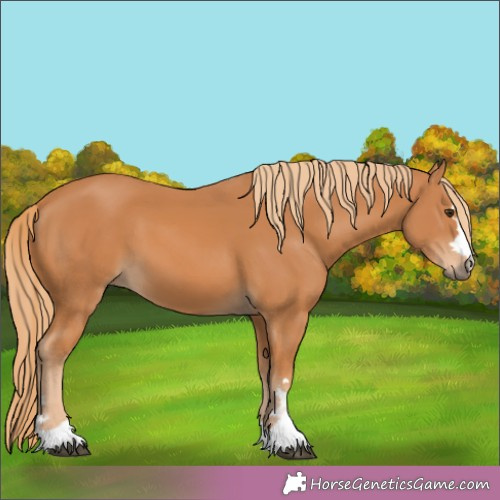 Horse Color:Chestnut 