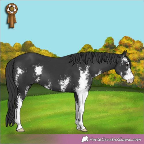 Horse Color: Black Sabino 