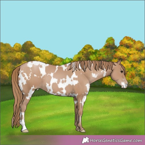 Horse Color:White Spotted Black Pearl 