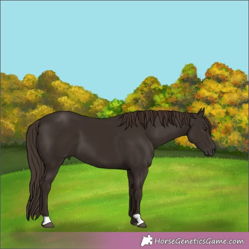 Horse Color: Liver Chestnut 