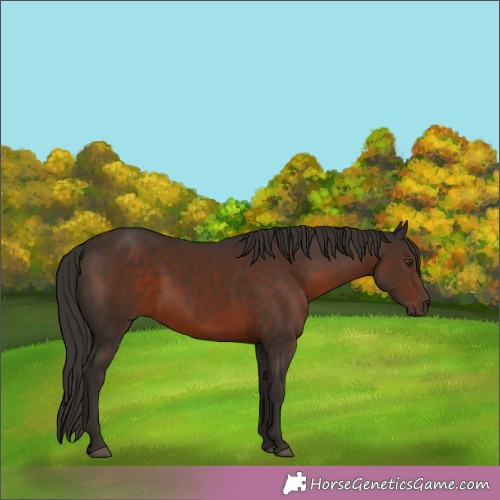 Horse Color:Liver Chestnut 