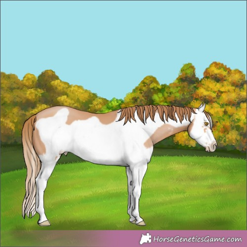 Horse Color:Bay Pearl Sabino Splash Frame 