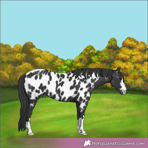 Horse Color:Black Appaloosa 