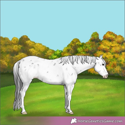 Horse Color: Black Sabino 