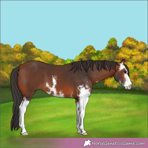 Horse Color:Bay Sabino 