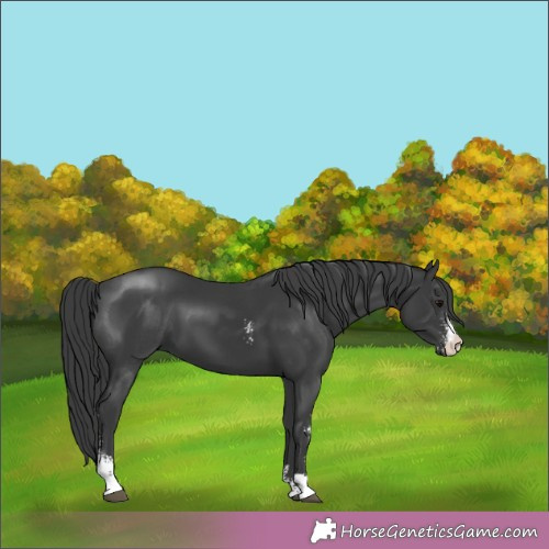 Horse Color:Black Sabino 