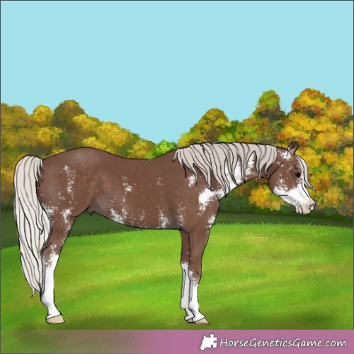 Horse Color:Silver Black Sabino 