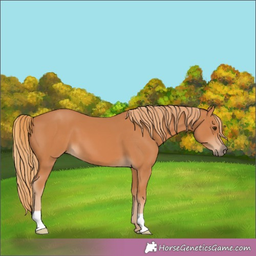 Horse Color:Chestnut 