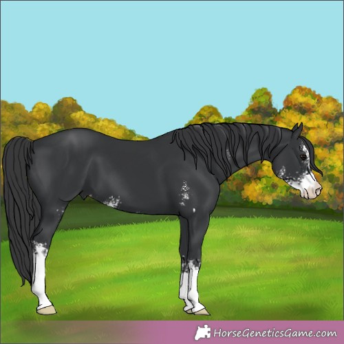 Horse Color:Black Sabino 