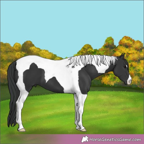 Horse Color:Black Tobiano 