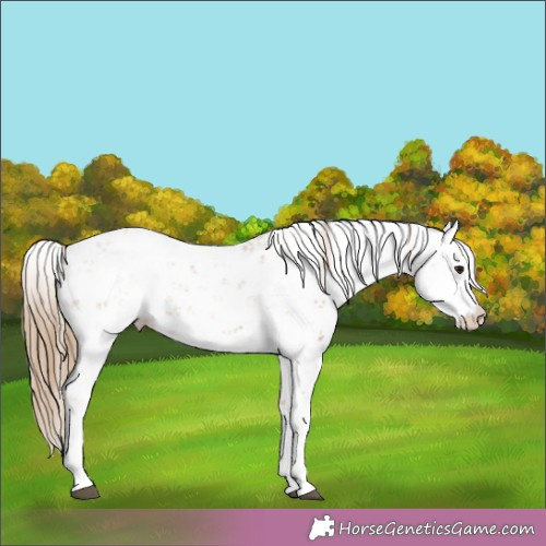 Horse Color:Black Pearl Sabino 