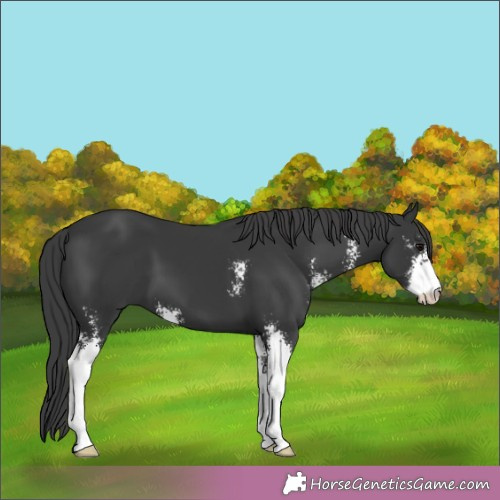 Horse Color:Black Sabino 