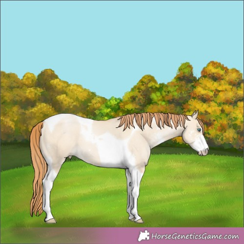 Horse Color:Smoky Grullo Pearl Sabino Tobiano 