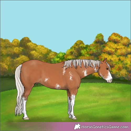 Horse Color:Silver Bay Sabino 