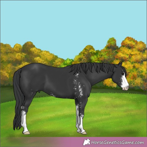 Horse Color:Black Sabino 