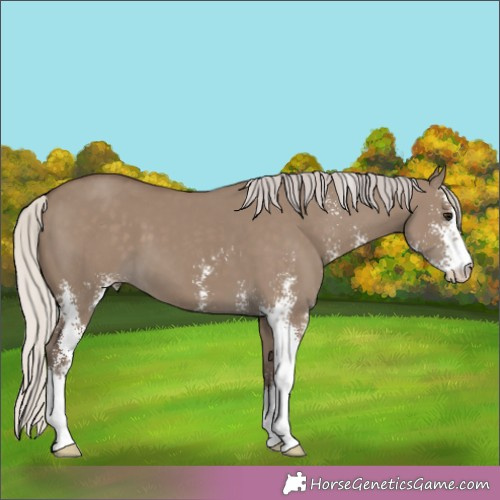 Horse Color:Silver Grullo Sabino 