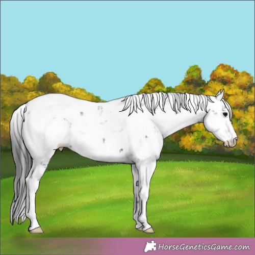 Horse Color:Black Sabino 