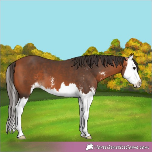 Horse Color:Bay Sabino Splash 