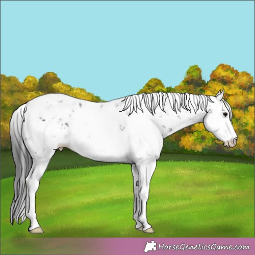 Horse Color:Black Sabino 