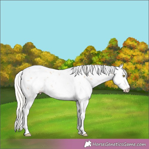Horse Color:Silver Brown Pearl Sabino 