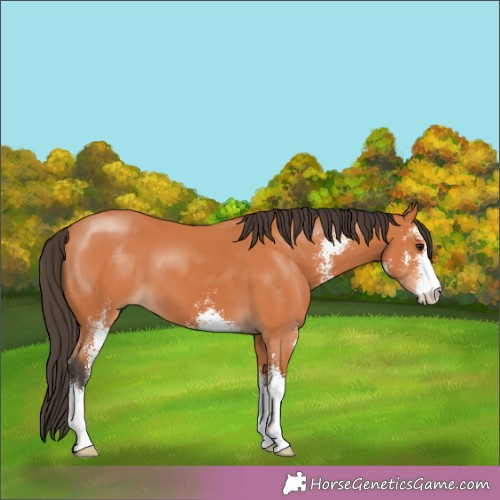 Horse Color:Bay Sabino 