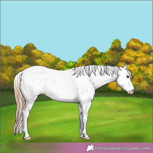 Horse Color:Black Pearl Sabino 