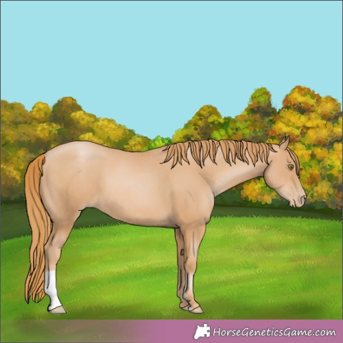 Horse Color:Chestnut Pearl 