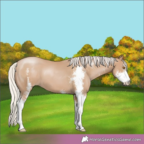 Horse Color:Silver Black Pearl Sabino 