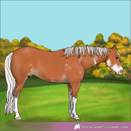 Horse Color:Silver Bay Sabino 