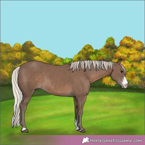 Horse Color:Silver Black Sabino 