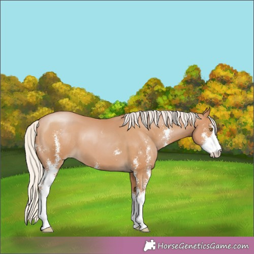 Horse Color:Silver Black Pearl Sabino 