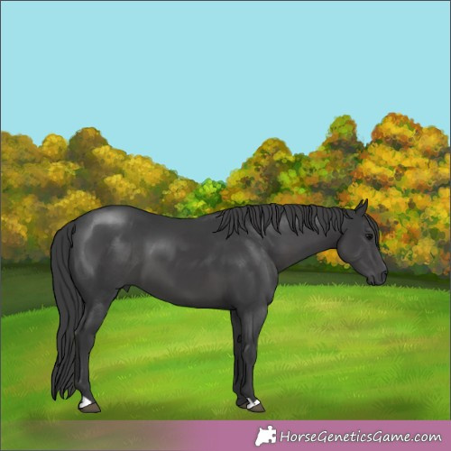Horse Color:Black 