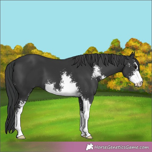 Horse Color:Black Sabino 